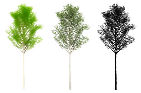 Set or collection of European Aspen trees, painted, natural and as a black silhouette on white background. Concept or conceptual 3d illustration for nature, ecology and conservation, strength, endurance, beautyの写真素材