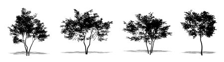 Set or collection of American Beech trees as a black silhouette on white background. Concept or conceptual vector for nature, planet, ecology and conservation, strength, endurance and  beautyの写真素材