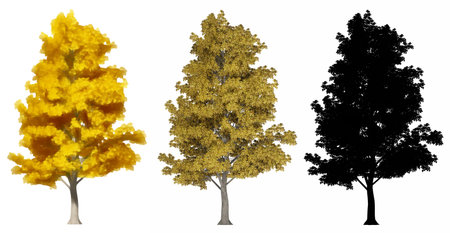 Set or collection of Mockernut Hickory trees, painted, natural and as a black silhouette on white background. Concept or conceptual 3d illustration for nature, ecology and conservation, strength, beautyの写真素材