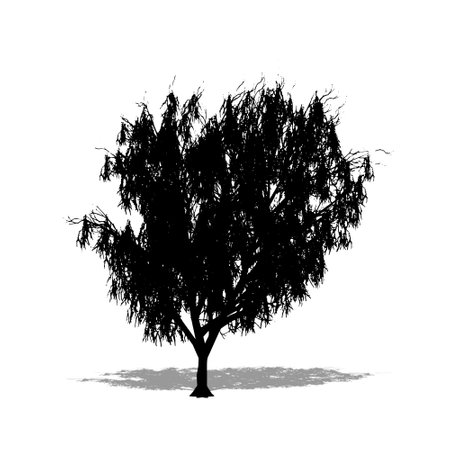 Set or collection of Honey Mesquite tree as a black silhouette on white background. Concept or conceptual 3D illustration for nature, planet, ecology and conservation, strength, endurance and  beautyの写真素材
