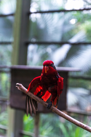 Red parrot in Bird Park at Kuala Lumpur, Malasia,の写真素材