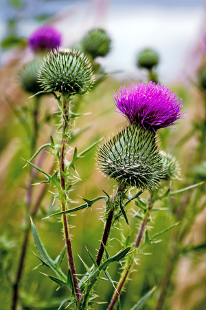 Thistle buds and flowers on a summer field. Thistle flowers is the symbol of Scotland.の写真素材