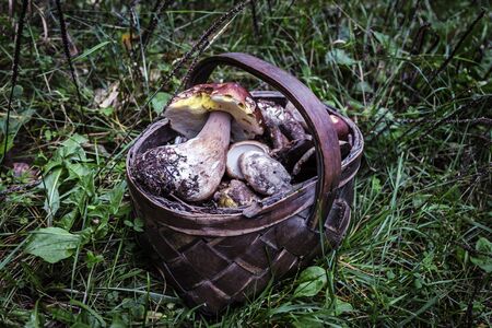 Two mushrooms porcini on grass in forest.の写真素材