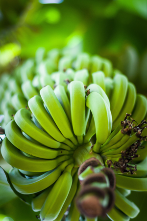 Banana bunch in green banana plant. Small bunch on banana tree in Egyptian banana plantations. Bananas - one of the famous tropical fruit in the world.の写真素材