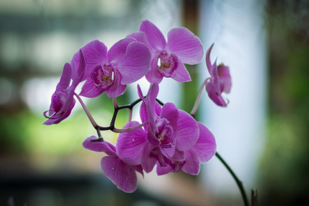 Pink phalaenopsis orchid flower at the botanical garden. A beautiful orchid plant in nature.の写真素材