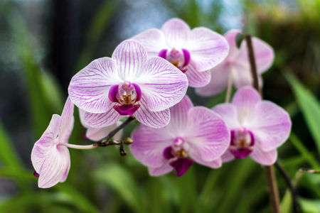 Pink orchid, queen of flowers. Tropical garden. Branch of pink orchids on a natural background.の写真素材
