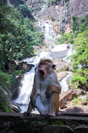 Monkey yawning, tired of the noise of the waterfall in the background. Sri Lankaの写真素材