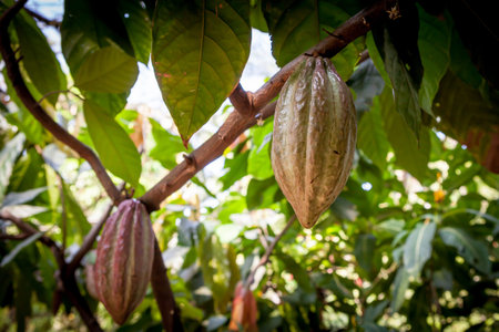 Cacao Tree (Theobroma cacao). Organic cocoa fruit pods in nature.の写真素材