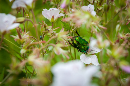 Cetonia aurata or Green Chafer beetle on a flowers flower fieldの写真素材