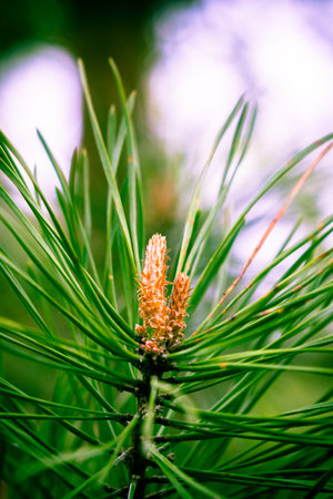 Close up Pine Tree needles and small cones on the background of the spring Russian forest