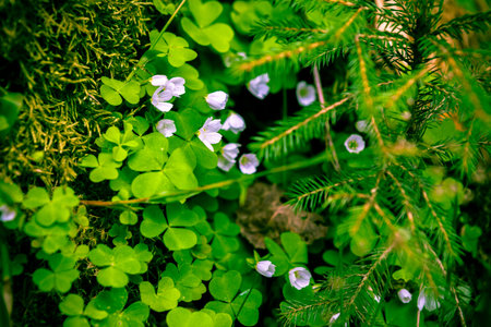 White Oxalis in the Russian forest, green background, fur tree, cones, soft-focus, blur, moire