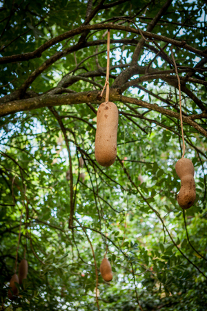 Sausage tree fruit - Kigelia africana plantの写真素材