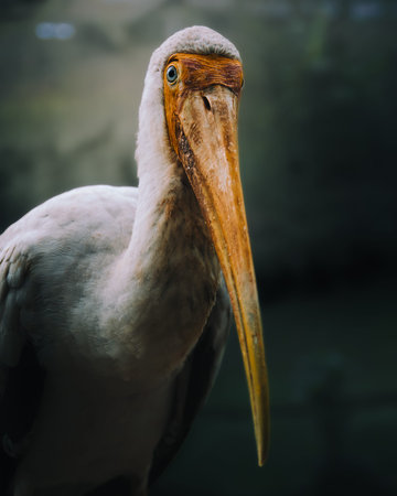 Painted stork Mycteria leucocephala profile side view long yellow bill bare red head, elegant white...