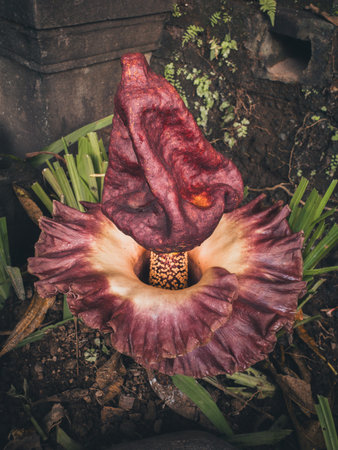 Amorphophallus paeoniifolius flower close up maroon spadix, exotic foot yam inflorescence purple spathe tropical corpse relative amid green leaves, bizarre rare Asian plant natural habitatの写真素材