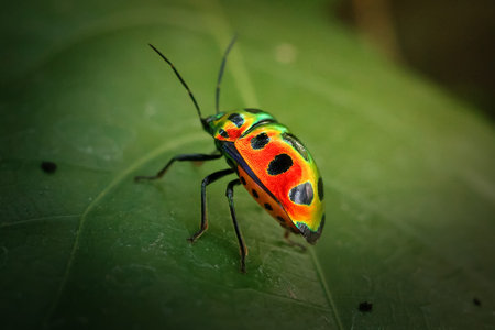 Jewel bug macro colorful shield insect green leaf, vibrant rainbow Sphaerocoris annulus hud...