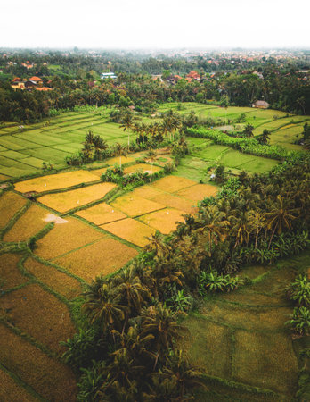 Aerial view of Ubud rice terraces enveloping traditional Balinese house with orange roof in Ubud...