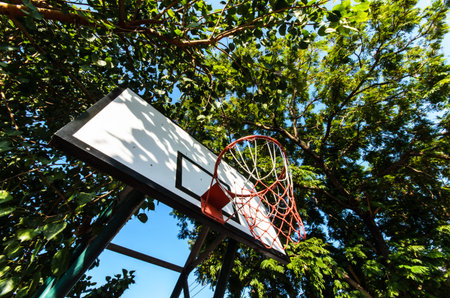 basketball hoop under the tree
