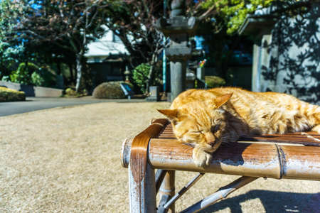 Sleepy cat on the carriage in the noonの写真素材