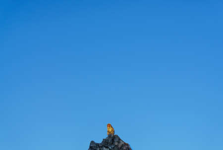 Monkey with blue sky on the hillの写真素材