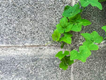 Green Creeper Plant on Concrete wallの写真素材