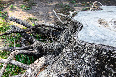 Stump tree plant with rootの写真素材