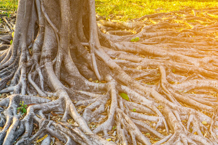 The root of the tree with morning sun light