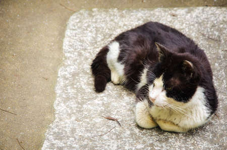 dirty street cat in japan.retro filter effect,の写真素材