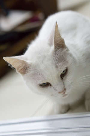 White Cat Portraitの写真素材