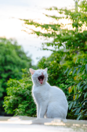 White cat yawning