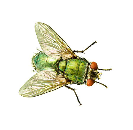 Fly isolated on a white background.の写真素材