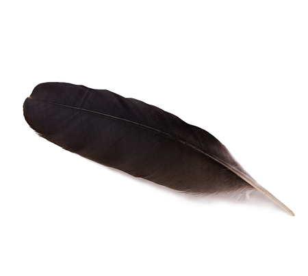 Feather pen isolated on white backgroundの写真素材