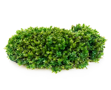 Beautiful green moss close-up isolated on a white background.の写真素材