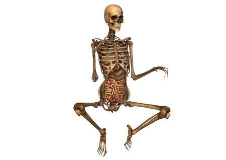 female skeleton with detailed anatomyの写真素材