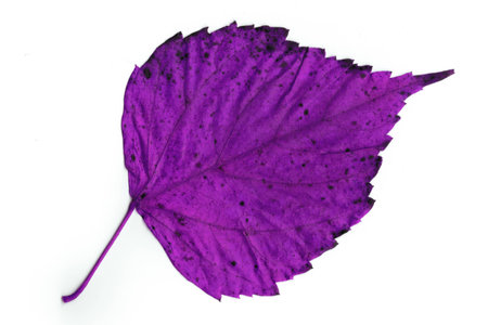 Colorful autumn leave on white backgroundの写真素材