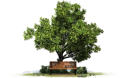 Park bench under tree in summer separated on white backgroundの写真素材