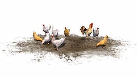 chicken and rooster isolated on white backgroundの写真素材