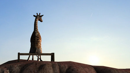 Giraffe on a mountain top sit on a bench at sunsetの写真素材