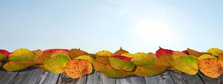 Colorful autumn leaves on wood with sky backgroundの写真素材