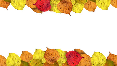 Colorful autumn leaves as autumn border isolated on white