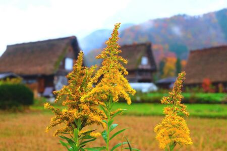 plant flower in shirakawa-go Japan with a small, traditional villageの写真素材