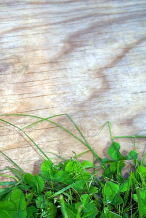 Close-up of clover growing in front of a sheet of plywood with copy spaceの写真素材