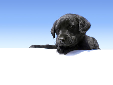 Cute Labrador puppy looking down over an edge with blue gradient backgroundの写真素材