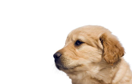 Profile of a cute female yellow labrador mix puppy, six weeks old. Isolated over white whit copy space.の写真素材