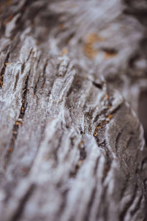 Beautiful Detail of Old dry bruch. Laid on the sidecoast of lake todos los santos. Taken during autumn at 204.2 msm altitude at Vicente Perez Rosales national park at Refugio La Picada - Petrohue, Puerto Varas in Los lagos region (CHILE)の写真素材