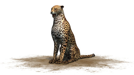 cheetah isolated on white backgroundの写真素材