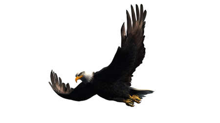 eagle isolated on white backgroundの写真素材