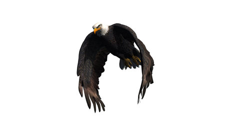 eagle isolated on white backgroundの写真素材