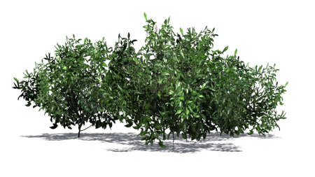 azalea green cluster isolated on white backgroundの写真素材