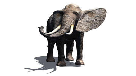 elephant isolated on white backgroundの写真素材