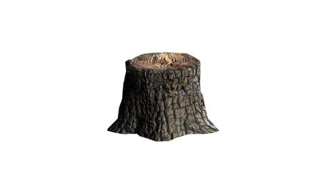 Tree stump - on white backgroundの写真素材